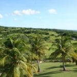 CoconutTrees2WS 150x150