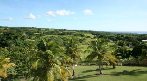 CoconutTrees2WS