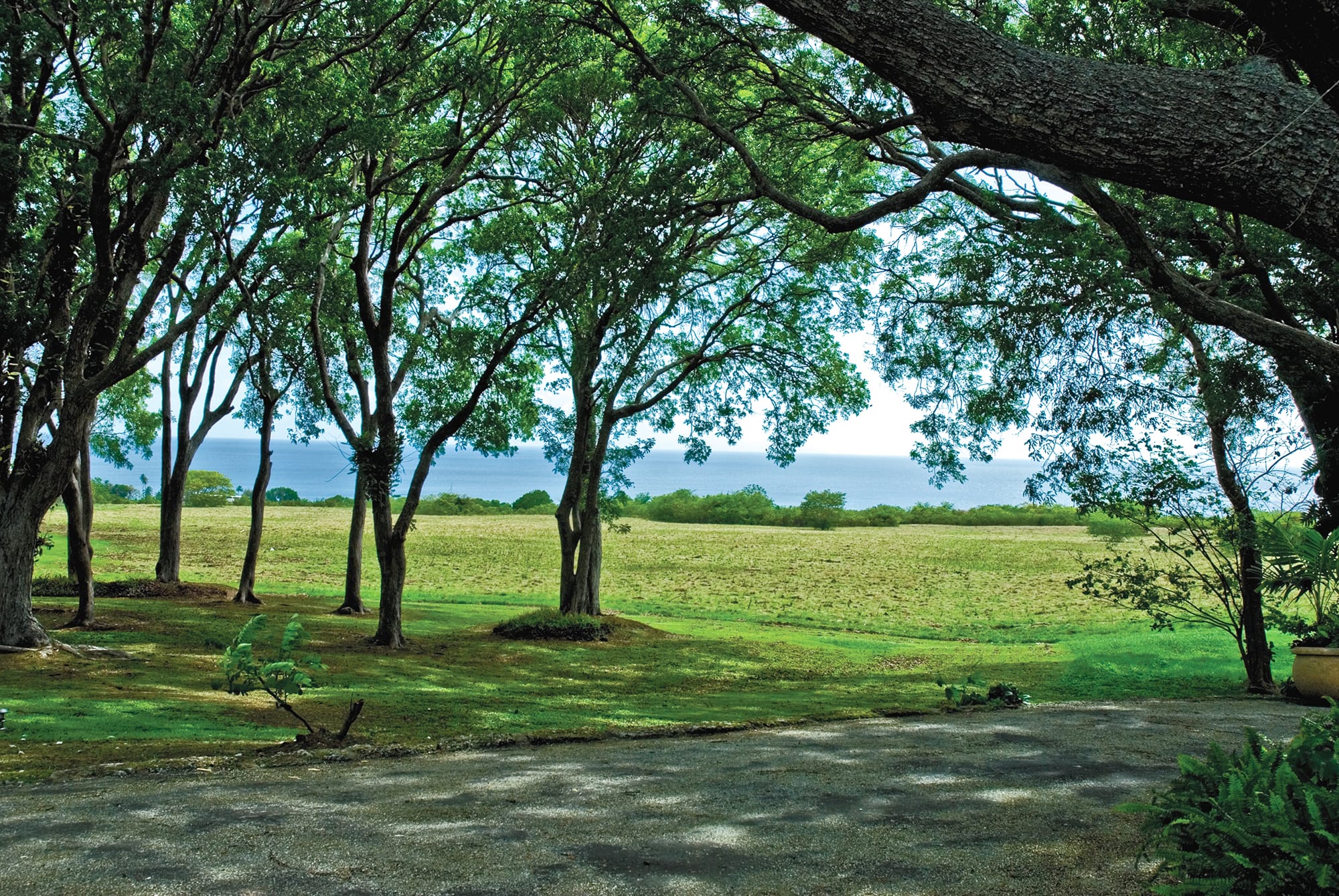 View through trees