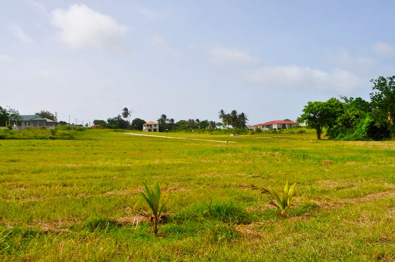 DSC 0029