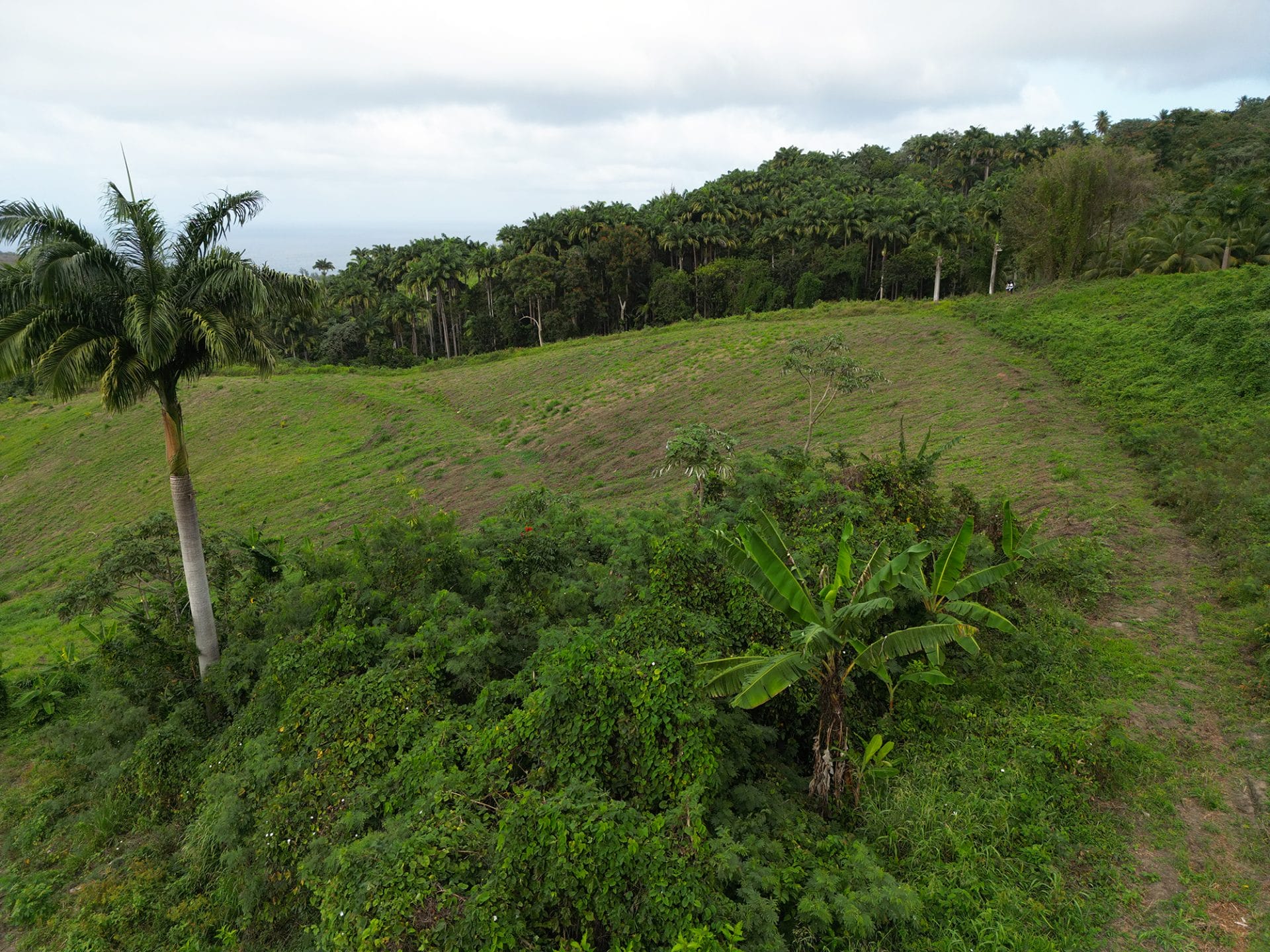 DJI 0272