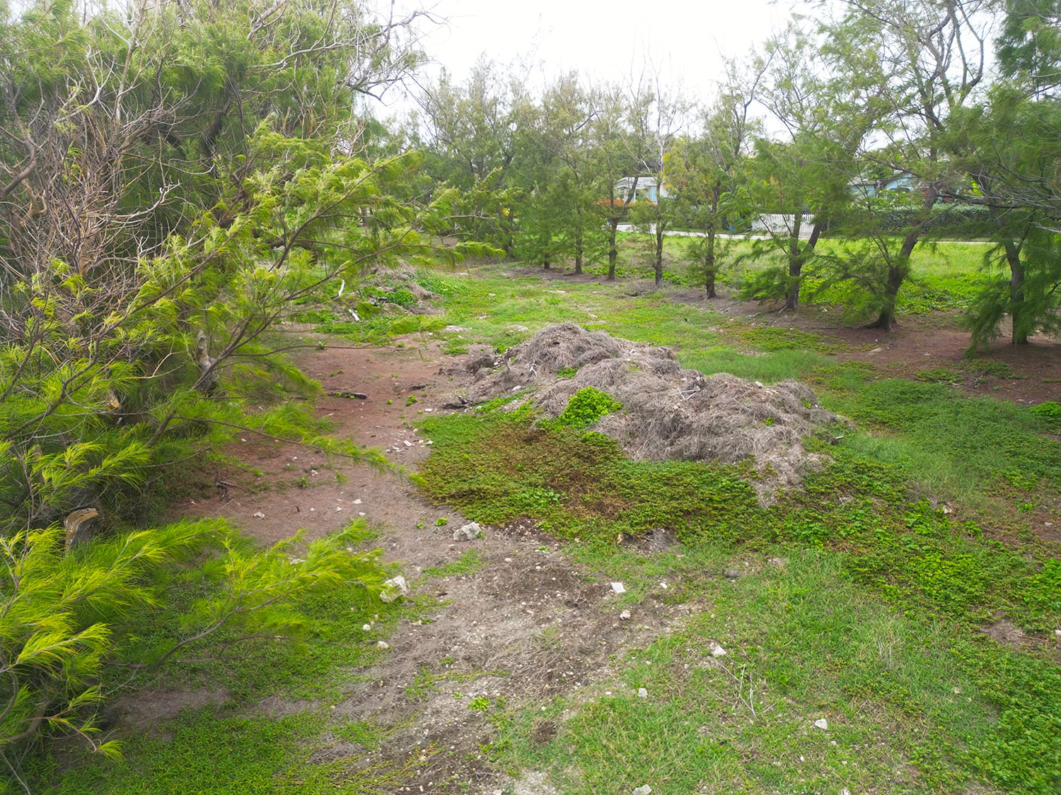 DJI 0460