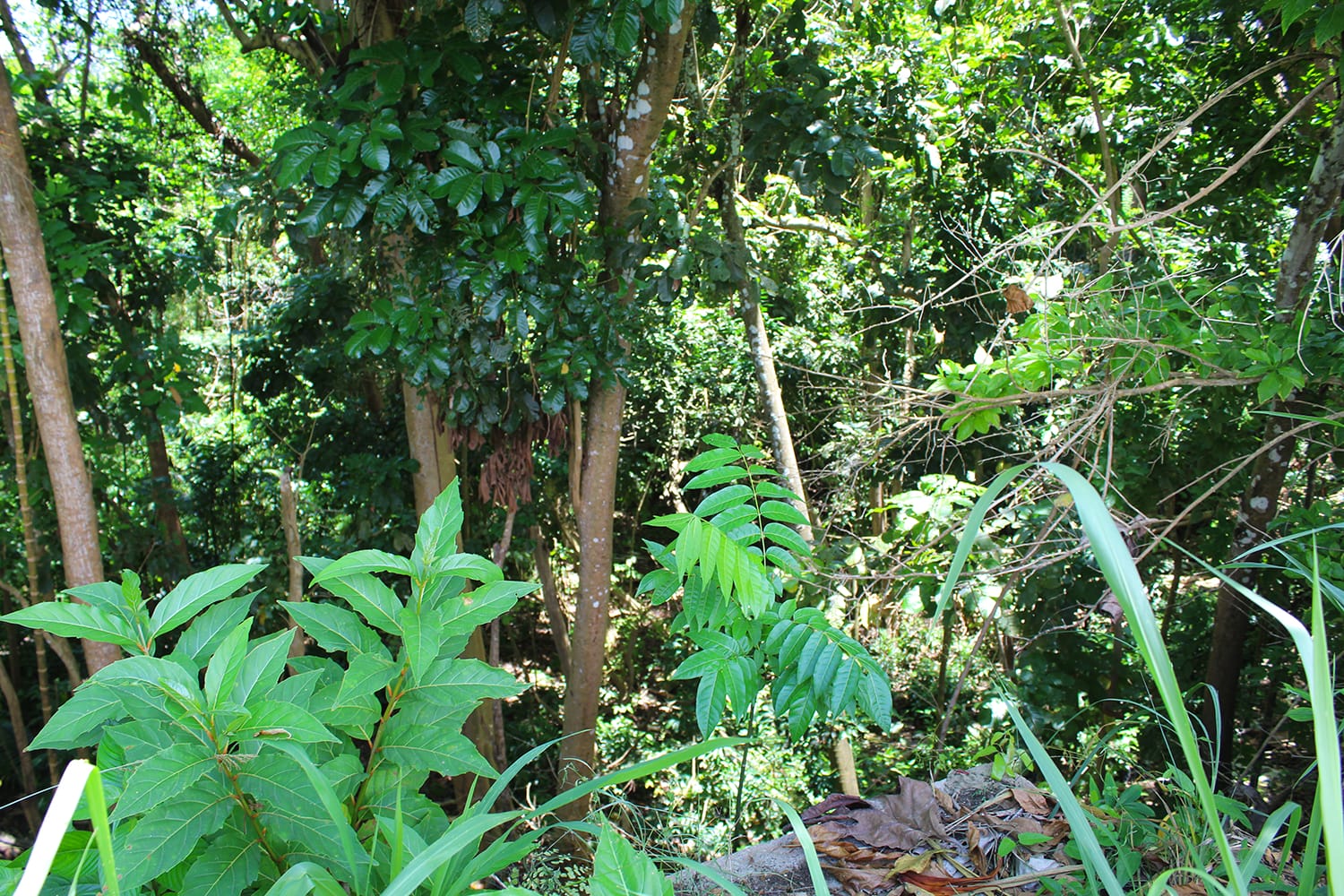 IMG 7494