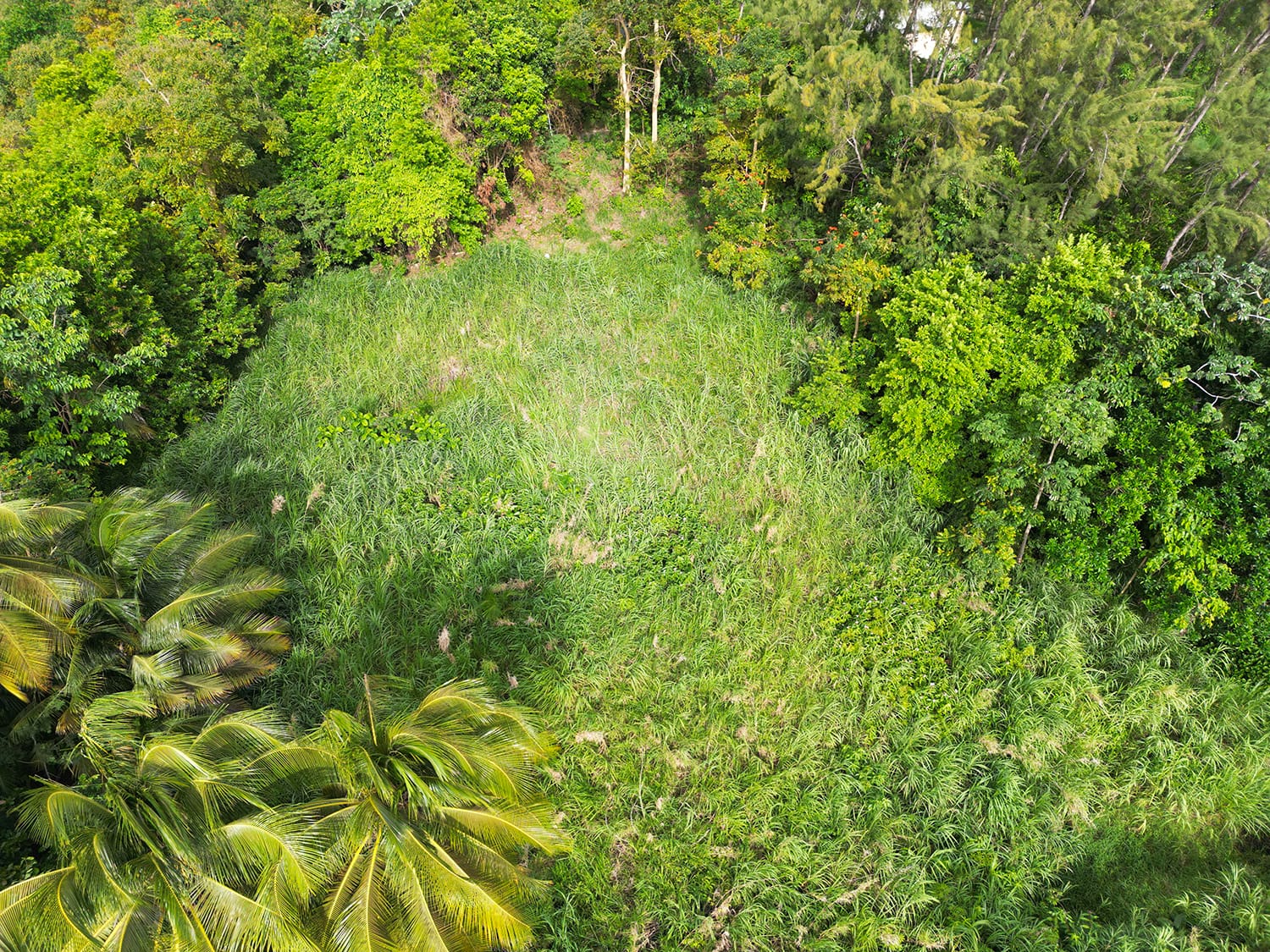 DJI 0482