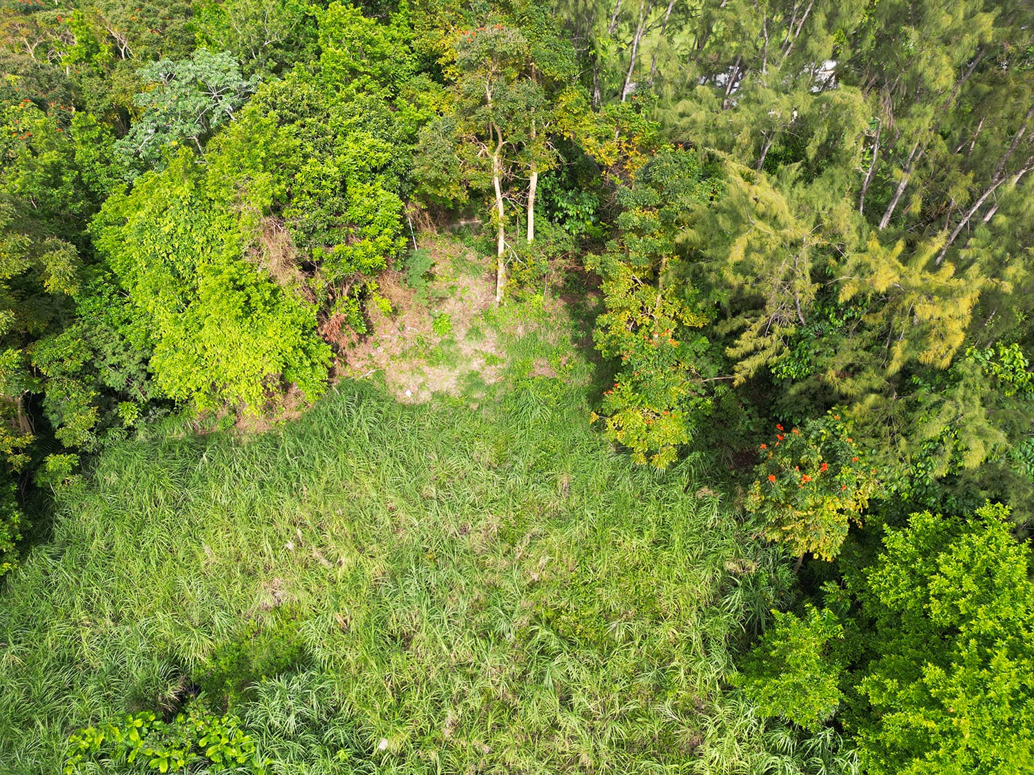 DJI 0483