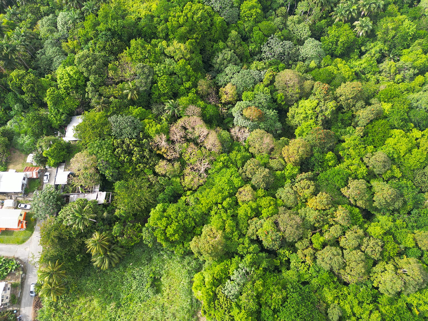 DJI 0488