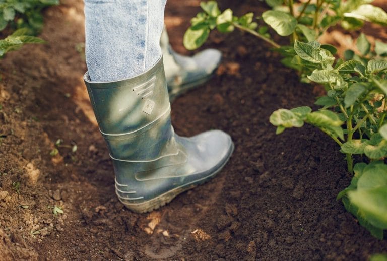 Garden Care in the Rainy Season