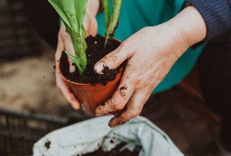 Best Plants for Pots and Planters