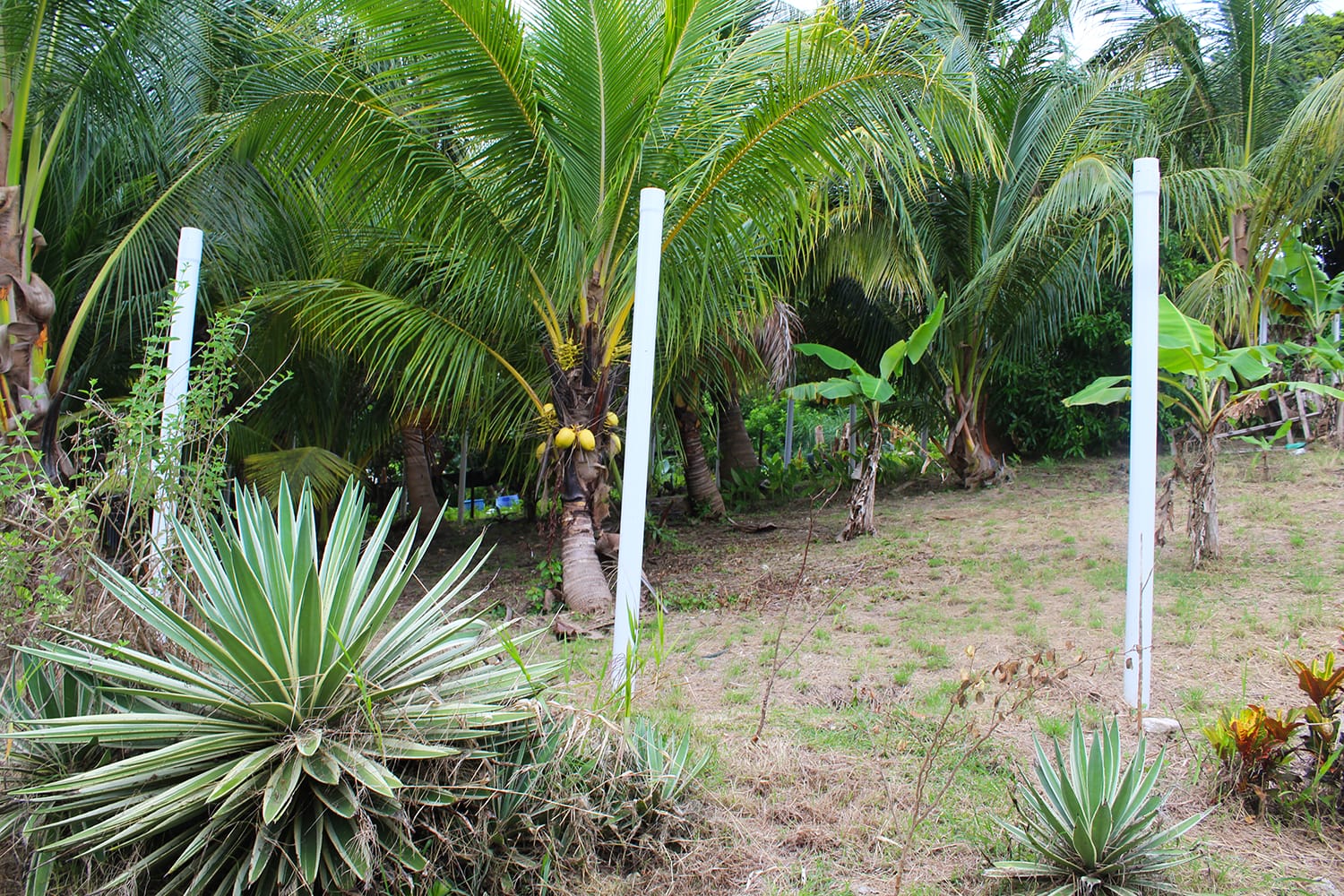 IMG 7964