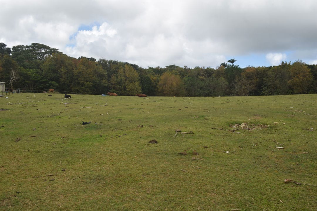 DSC 0711